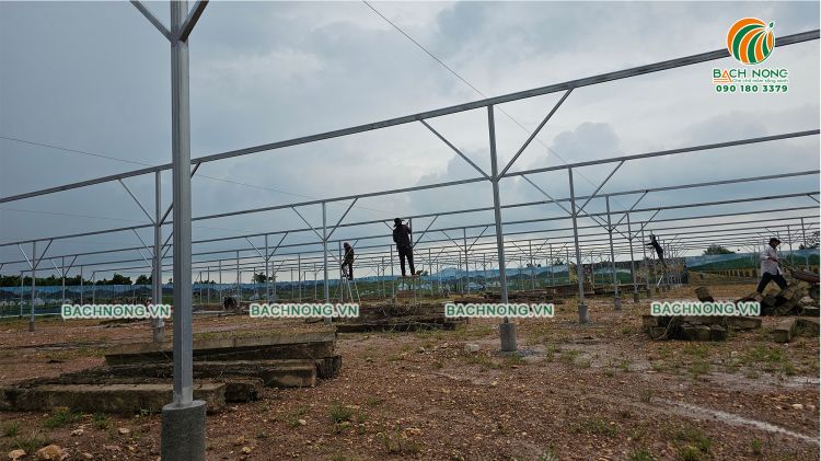 Công nhân đang buộc dây cáp gia cố khung sườn nhà lưới chanh dây