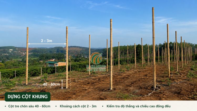 Dụng các cột tre làm khung cho nhà lưới