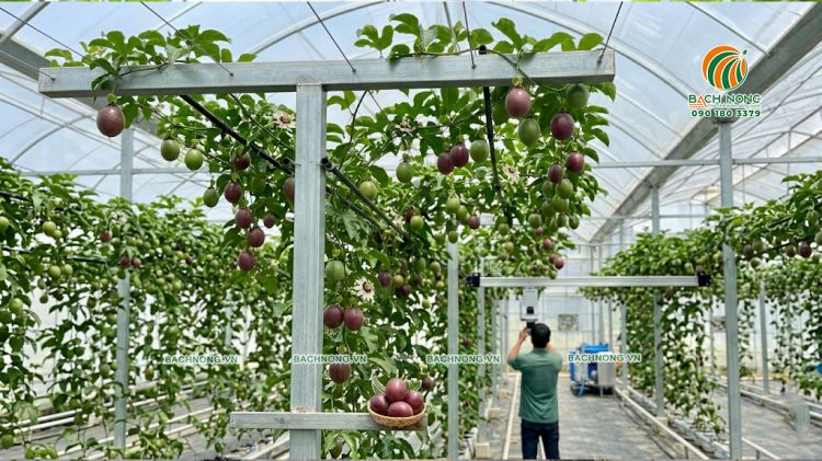 Hệ thống giàn chữ T trồng chanh dây trong nhà màng hiện đại.