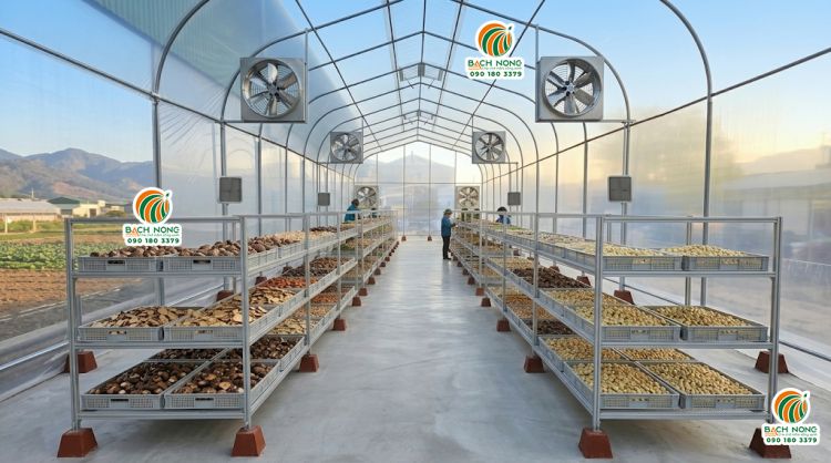 Giàn kệ phơi sấy nhiều tầng trong nhà kính