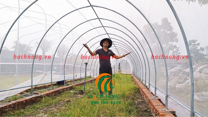 Hình ảnh thực tế bên trong của nhà lưới trồng rau lắp ráp