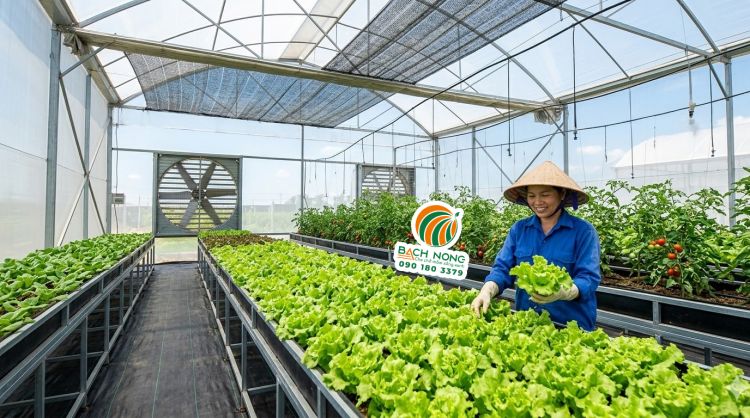 Hệ thống lưới che nắng và quạt thông gió giúp khắc phục nóng mùa hè trong nhà màng trồng rau