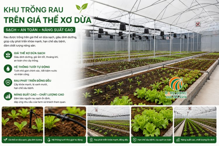 Khu vực nhà kính trồng rau sạch bằng giá thể xơ dừa