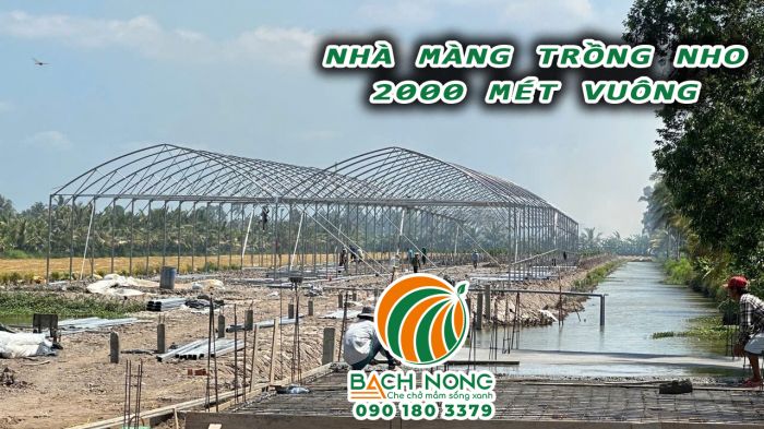 Khung sắt của nhà kính trồng nho tại Cà Mau