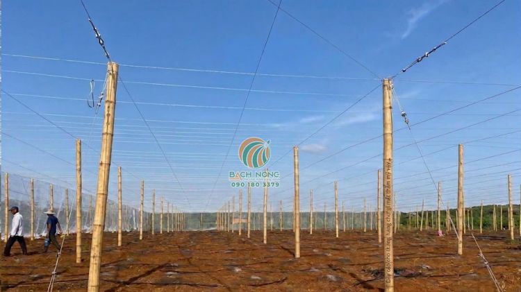 Làm phần khung mái bằng dây cáp để giảm tải cho nhà lưới