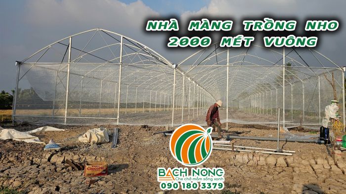 Lắp đặt lưới chắn côn trùng cho nhà kính trồng nho