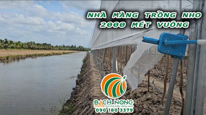 Lưới chắn của nhà kính trồng nho được thiết kế di động