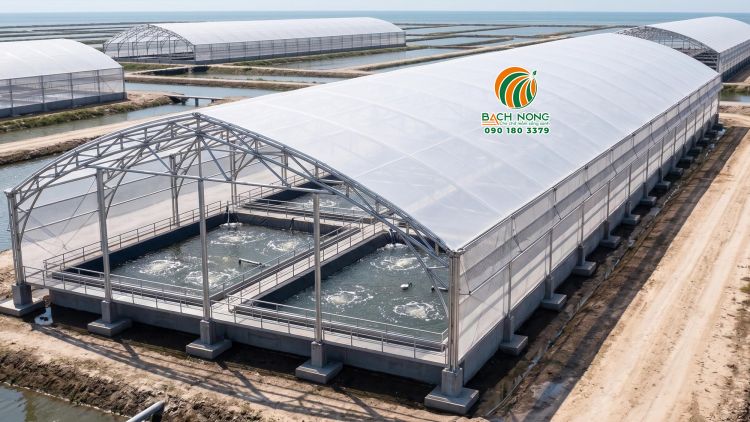 Nhà màng nuôi tôm công nghệ cao được lợp từ màng PE