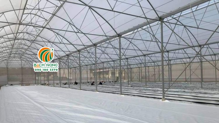 Mẫu nhà màng trồng dưa lưới phổ biến ở nước ta