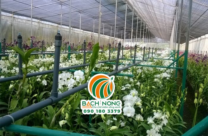Mô hình nhà lưới sử dụng lưới che nắng + phun sương của Đài Loan