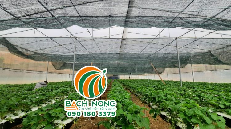 Mô hình trồng dâu tây trong nhà lưới tại Hà Giang mang lại thu nhập cao