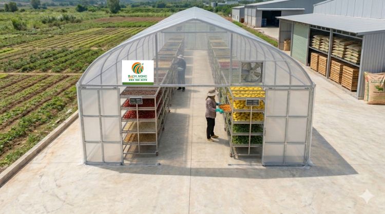 Toàn cảnh nhà kính phơi sấy nông sản Bách Nông lắp đặt trên nền bê tông sạch sẽ