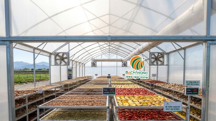 Mô hình nhà kính phơi sấy nông sản hiện đại của Lưới Bách Nông