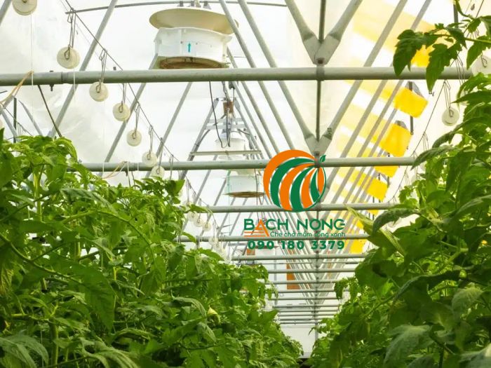 Nhà kính trồng cà chua cho năng suất cao