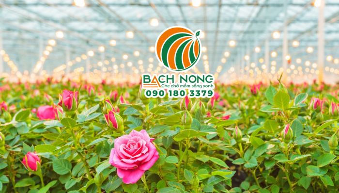 Trồng hoa hồng trong nhà kính mang hiệu quả kinh tế cao