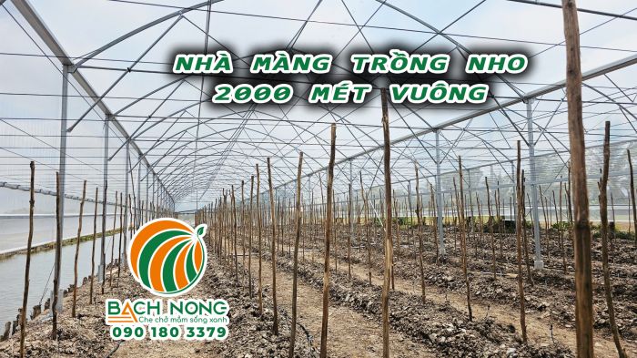 Nhà màng mái vòm trồng nho tại Cà Mau, diện tích 2000m2