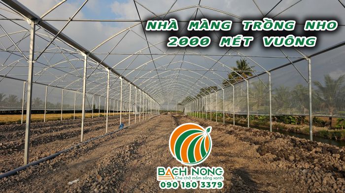 Nhà kính trồng nho sử dụng sắt Hòa Phát làm khung