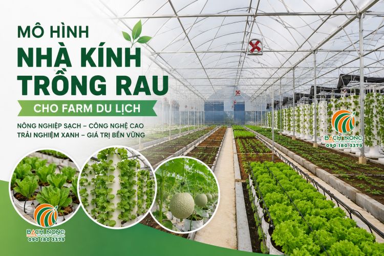 Mô hình nhà kính trồng rau sạch kết hợp du lịch hiệu quả cao