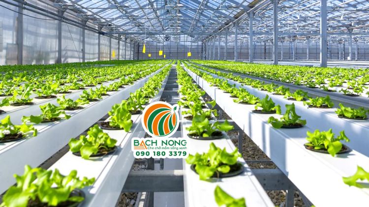 Nhà kính trồng rau xà lách thủy canh cho năng suất cao