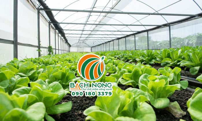 Nhà kính trồng xà lách quanh năm