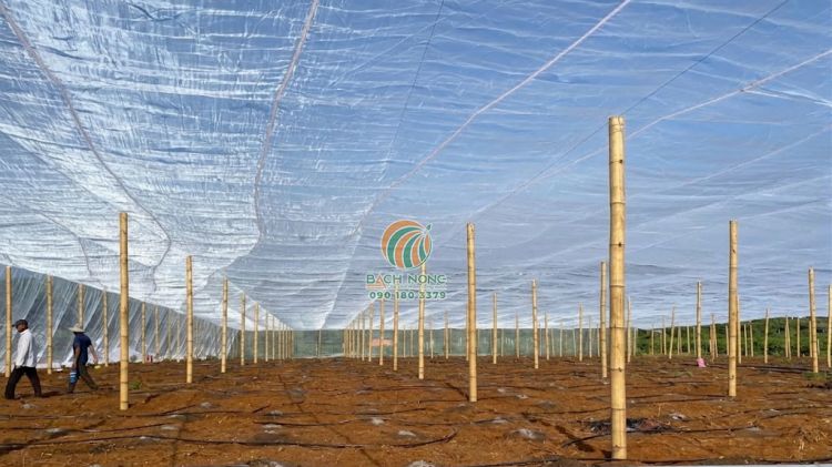 Hoàn tất quá trình phủ lưới mùng cho nhà lưới bằng tre