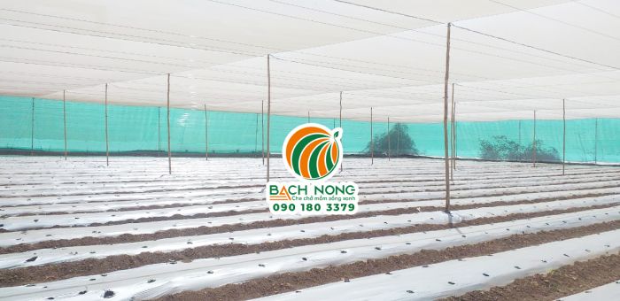 Mẫu nhà lưới nông nghiệp mái bằng