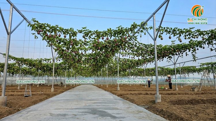 Mô hình nhà lưới trồng chanh dây mái bằng hiệu quả