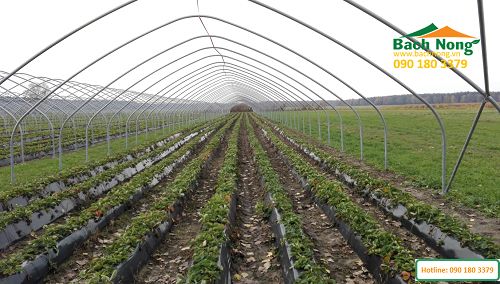 Quá trình lắp đặt lưới cho nhà lưới mái vòm