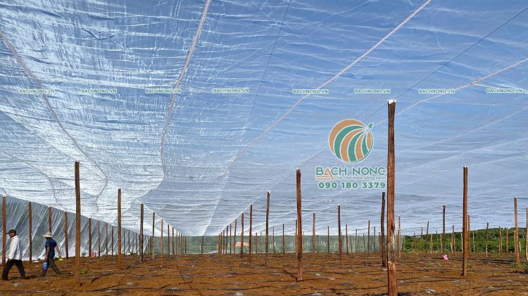 Bên trong dự án nhà lưới trồng chanh dây 8000m2 do Bách Nông thi công