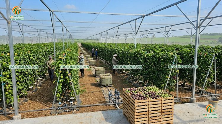 Công nhân đang thu hoạch chanh dây đạt năng suất cao trong nhà lưới 