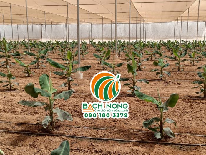 Ứng dụng nhà lưới trồng chuối năng suất cao