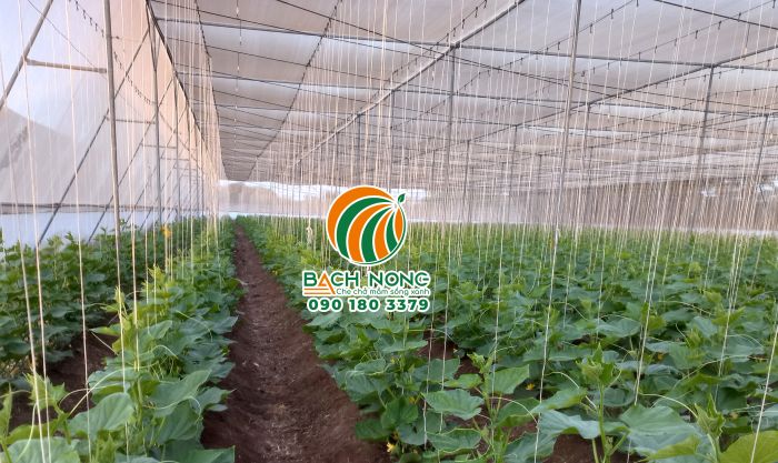 Ứng dụng nhà lưới trồng dưa lưới hiệu quả cao