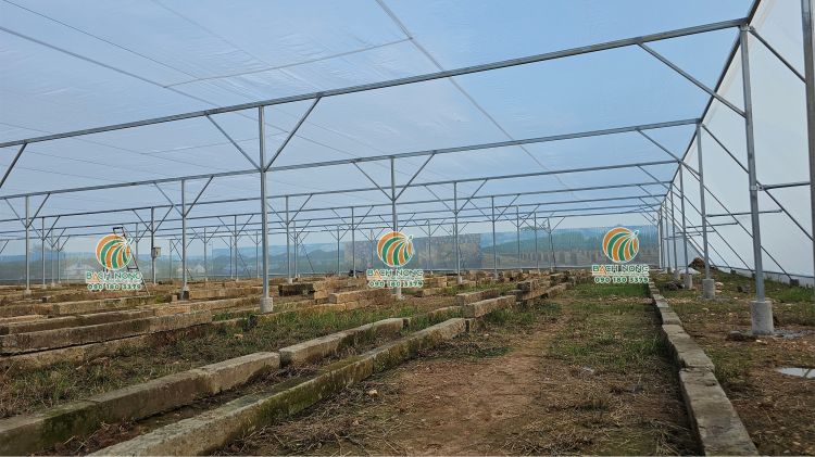 Hoàn thành thi công và bàn giao nhà lưới trồng rau 3000m2 tại Phan Thiết