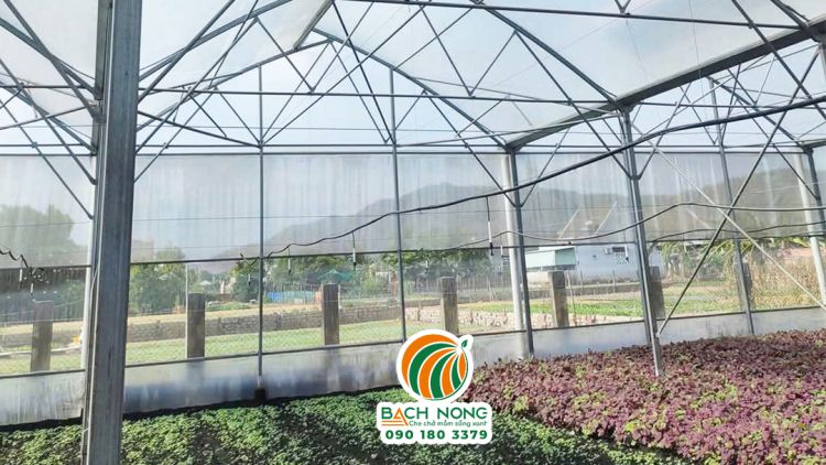 Ứng dụng nhà màng mái lệch trồng rau sạch