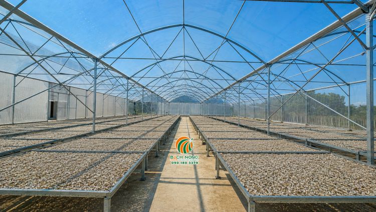 Nhà màng phơi cá cơm diện tích 2000m2 do BÁCH NÔNG thi công