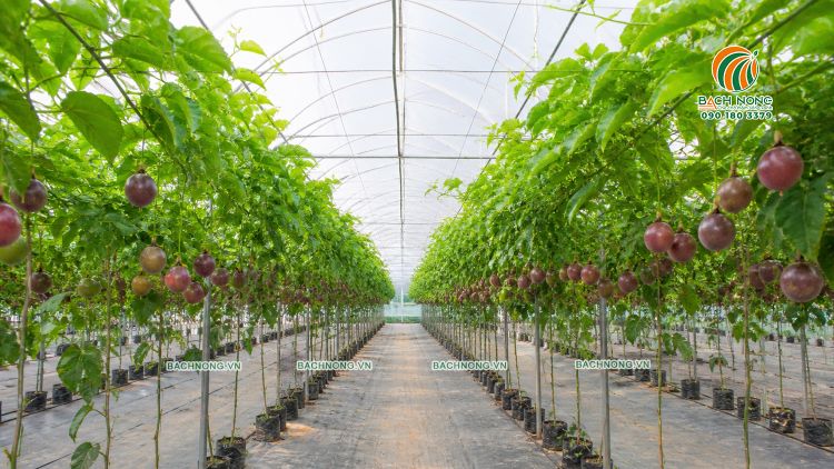 Mô hình trồng chanh dây trong nhà màng cho năng suất cao