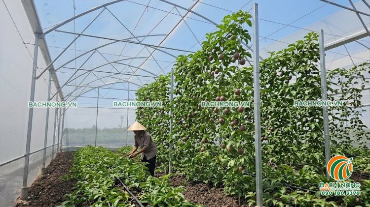 Nhà màng trồng chanh dây 1 mái hở (mái lệch) giúp tối ưu hóa lưu thông không khí