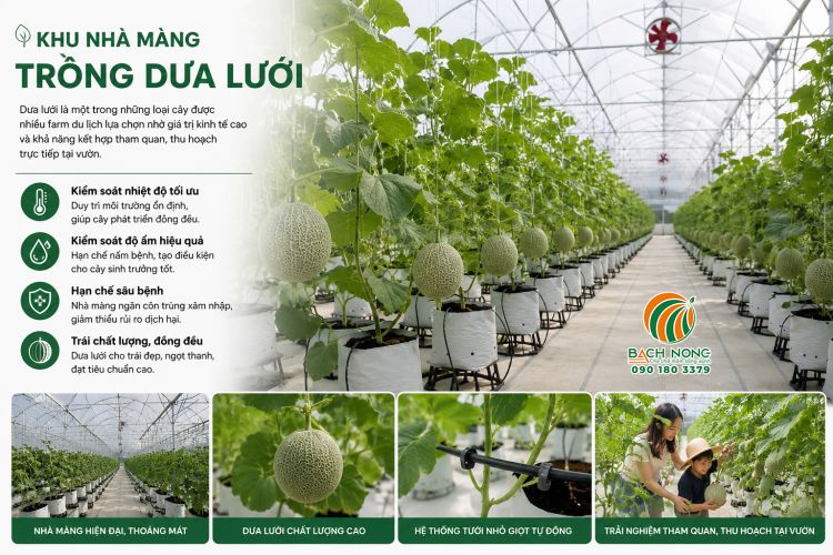 Khu vực trồng dưa lưới khách du lịch rất thích check in