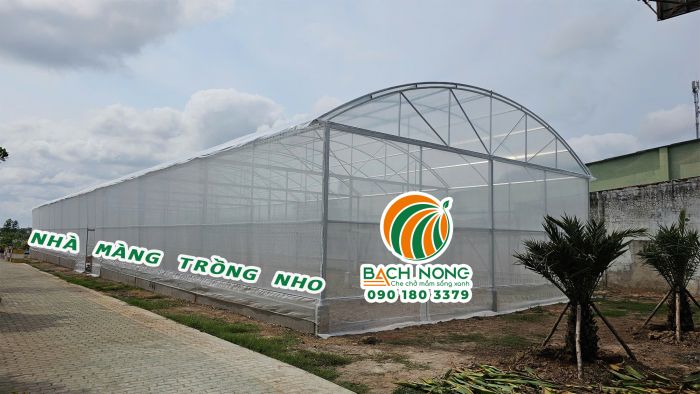 Nhà màng trồng nho do LƯỚI BÁCH NÔNG thi công tại Sóc Trăng