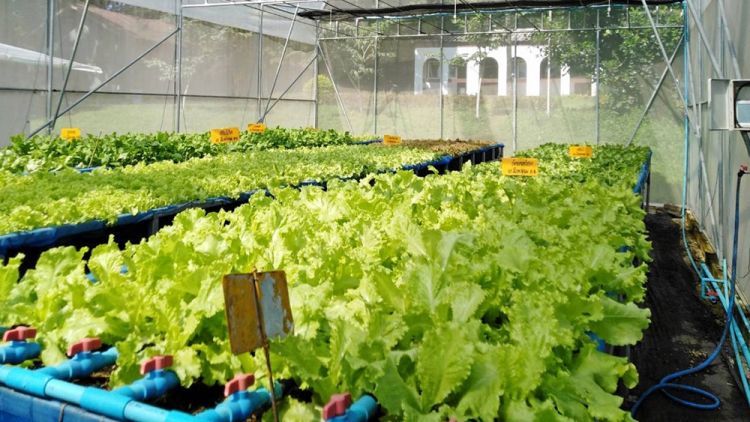 Nhà màng trồng rau ăn lá hiệu quả cho mùa mưa