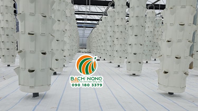 Bố trí trụ khí canh trong nhà màng công nghệ cao