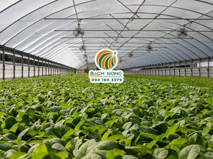 Nhà màng trồng rau sạch hiệu quả cao và chi phí thấp