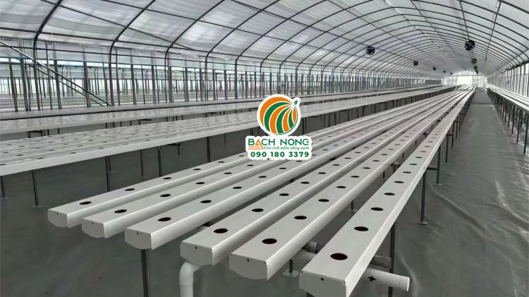 Mô hình thủy canh hồi lưu kết hợp nhà màng