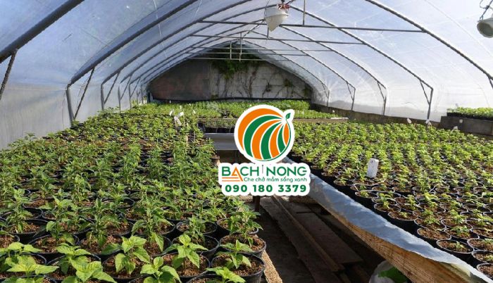 Nhà màng ươm cây giống giúp cây non phát triển khỏe mạnh và ổn định