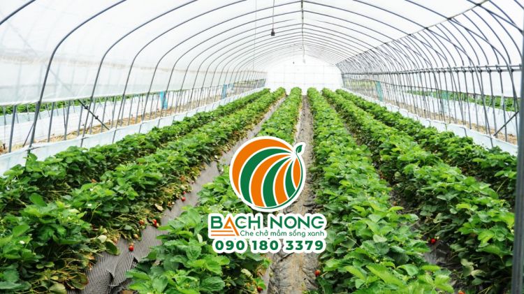 Nhà màng vòm cong trồng dâu tây
