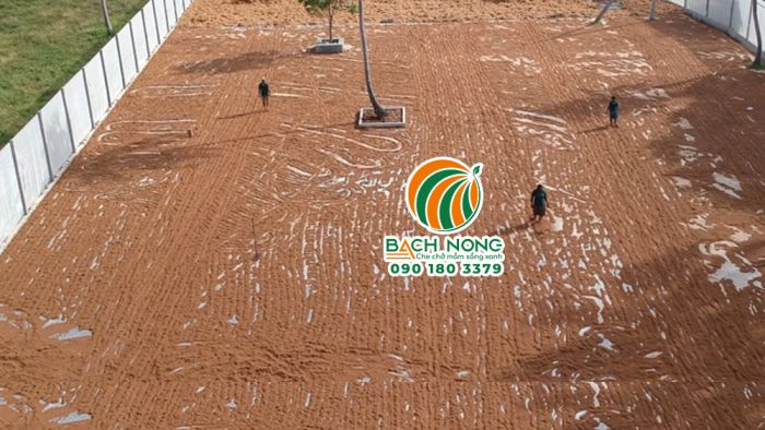 Phơi xơ dừa truyền thống tốn nhiều nhân công và phụ thuộc thời tiết