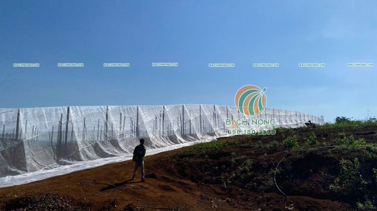 Lưới mùng đã được đưa lên khung nhà lưới trồng chanh dây 8000m2
