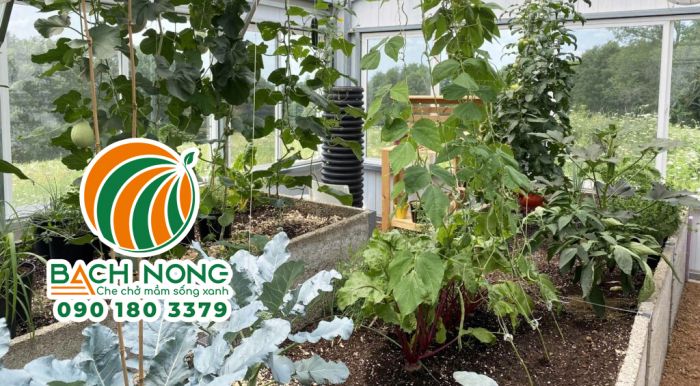 Các loại rau cho năng suất cao trong nhà kính tự làm