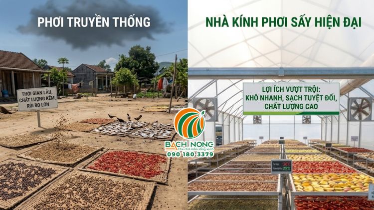 So sánh phương pháp phơi truyền thống và nhà kính phơi sấy nông sản của Bách Nông.