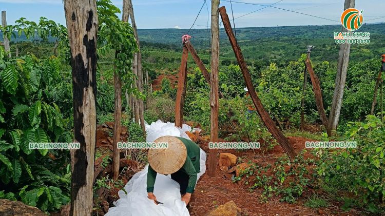 Công nhân Lưới Bách Nông đang chuẩn bị phủ lưới mái cho nhà lưới chanh dây